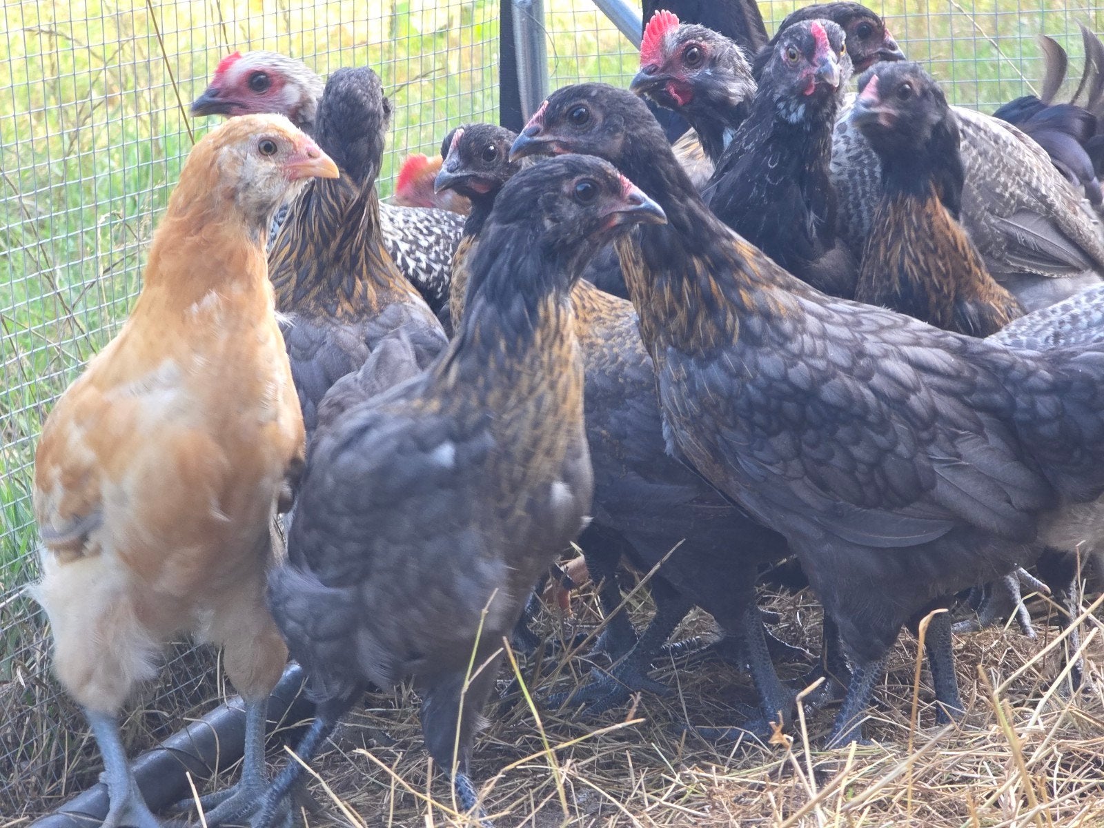 Kuikens (bio) natuur 75% kleurlegger, Dieren en Toebehoren