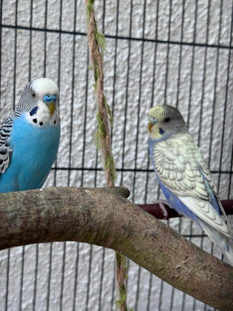 2 manelijke parkieten met de kooi en accessoires, Dieren en Toebehoren, Vogels | Parkieten en Papegaaien, Mannelijk, Parkiet