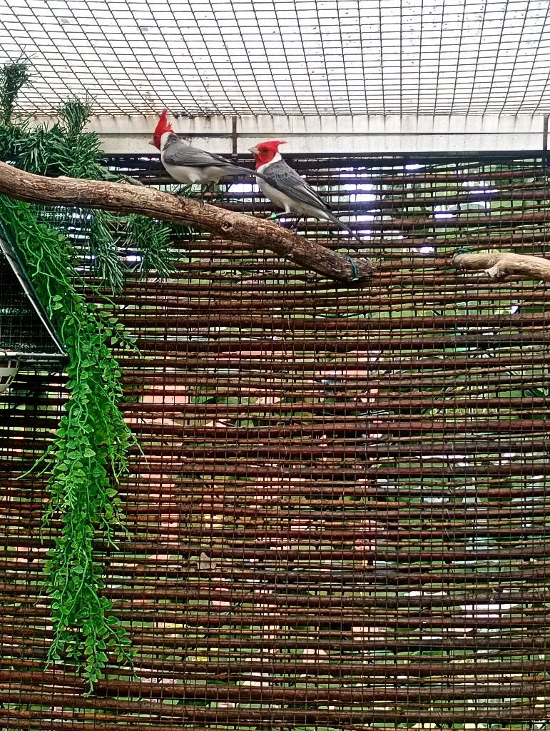 Roodkuif kardinaal Koppel, Dieren en Toebehoren, Vogels | Overige Vogels, Meerdere dieren, Tropenvogel, Geringd