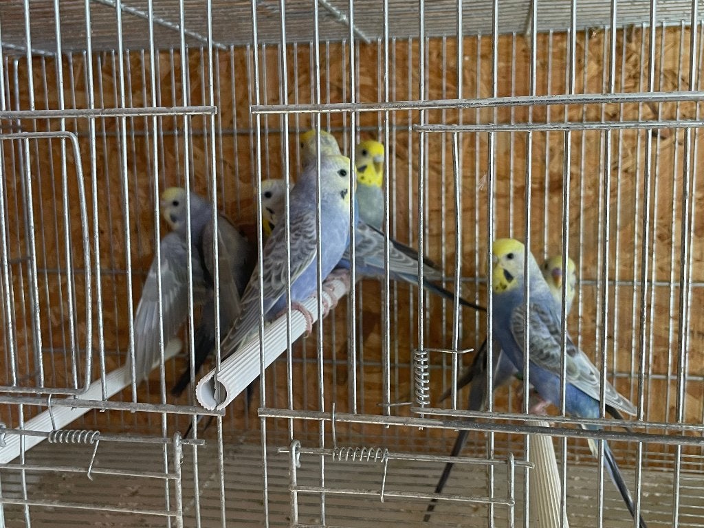 Grasparkieten, Dieren en Toebehoren, Vogels | Overige Vogels, Geringd