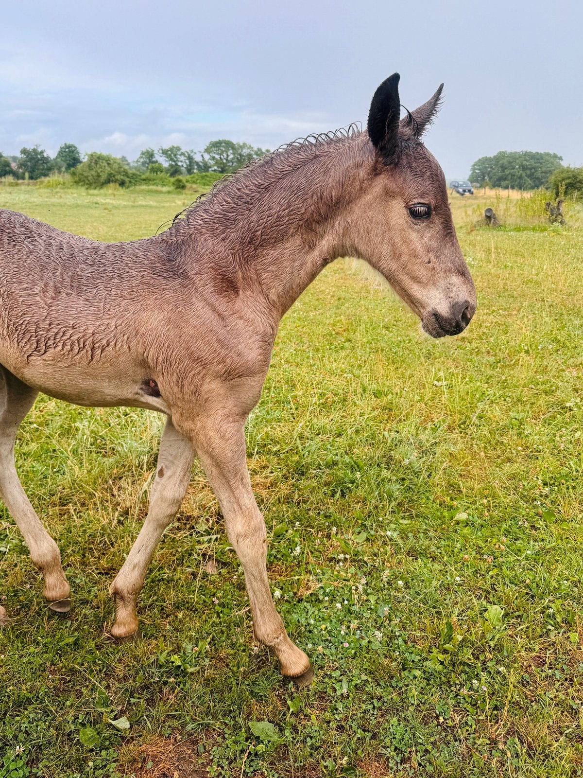 Pouliche  silver frison