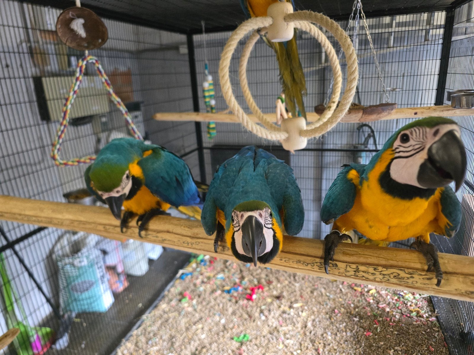 ara ararauna, ara bleu jaune, Animaux & Accessoires, Plusieurs animaux, Perroquet, Bagué