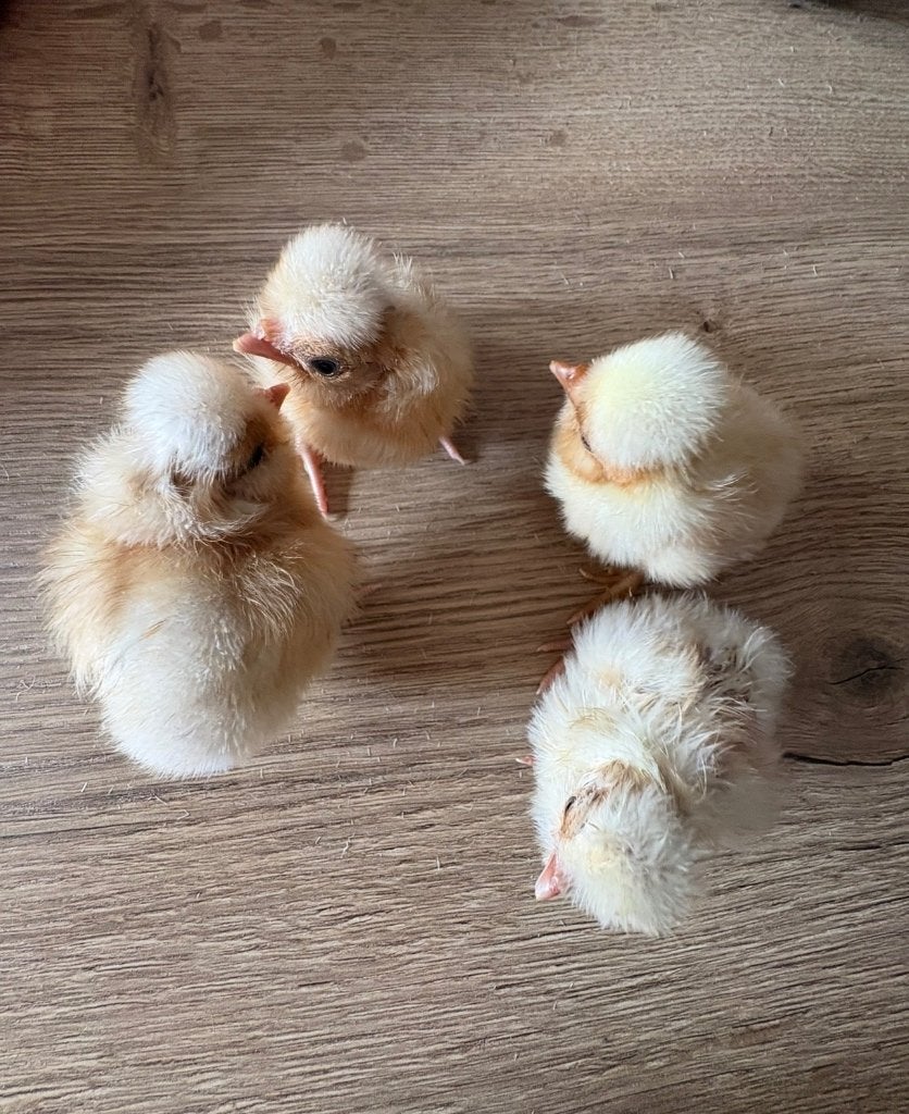 Padua hennen, Dieren en Toebehoren, Vrouwelijk, Kip