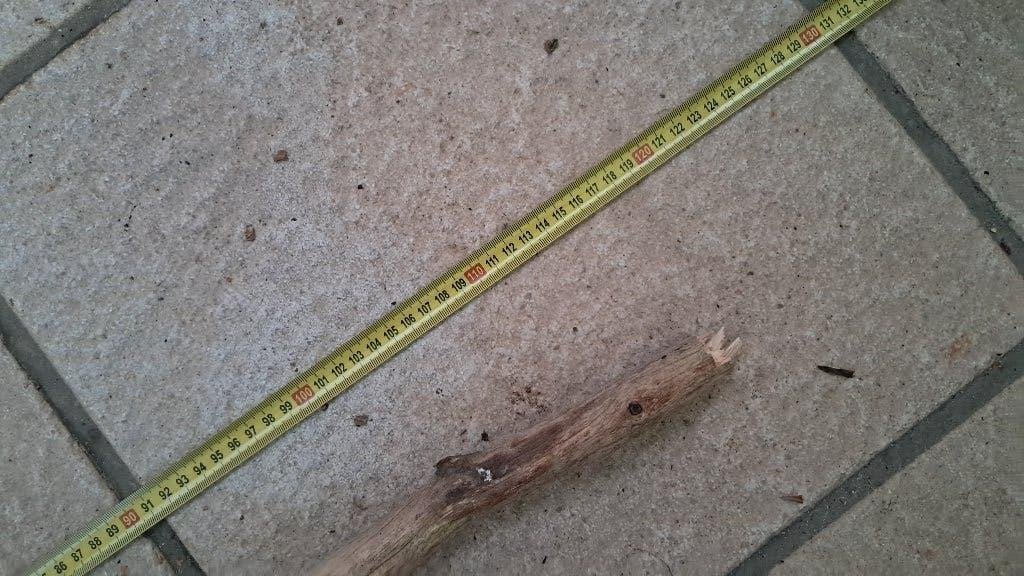 XXL Eikentak 120cm – Premium Hout voor Aquarium & Terrarium, Ophalen, Nieuw, Tak, Plant, Rots of Steen