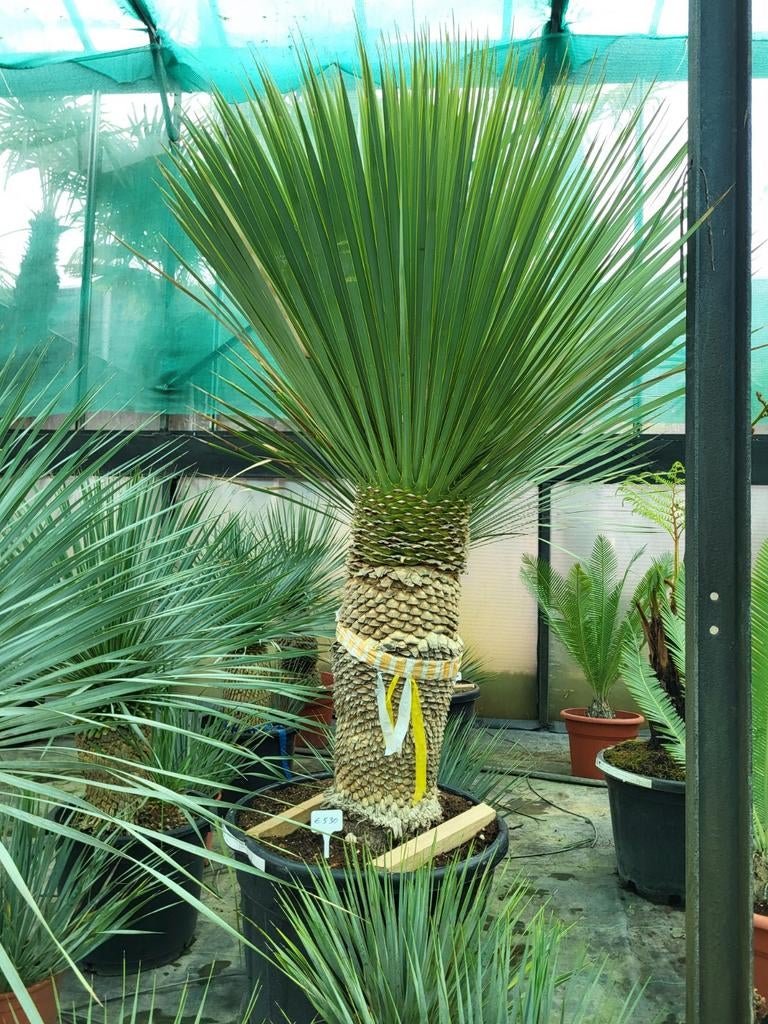 Yucca rostrata,  stamhoogte 75, totaal 1m50, Ophalen