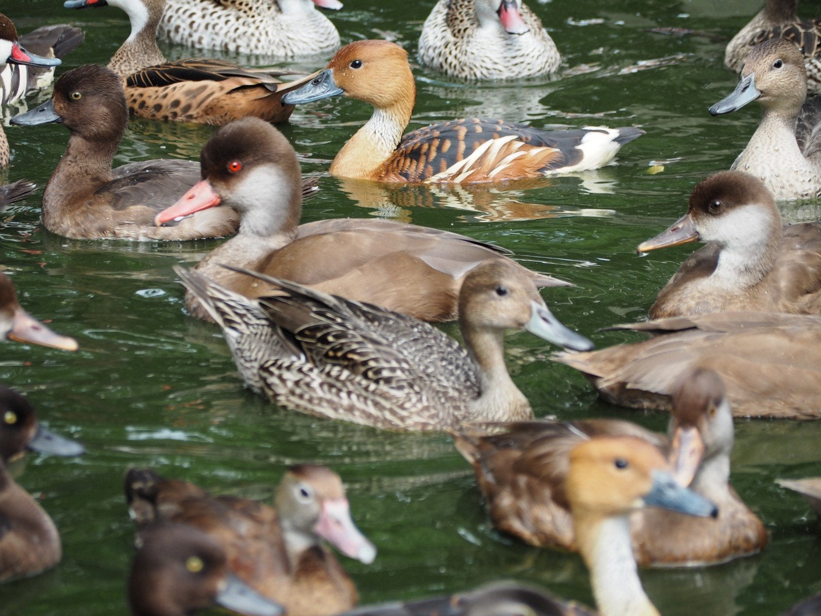 Eenden siereenden, Dieren en Toebehoren, Pluimvee, Meerdere dieren, Eend