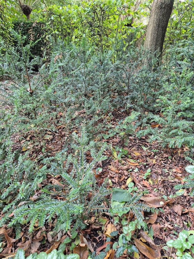 Taxus, Tuin en Terras, Ophalen, Taxus, Struik, Minder dan 100 cm