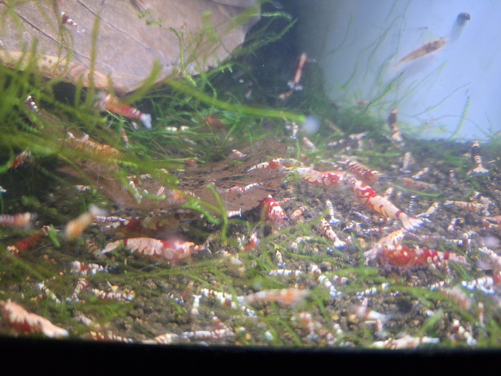 red fancy Tiger (caridina garnalen), Dieren en Toebehoren