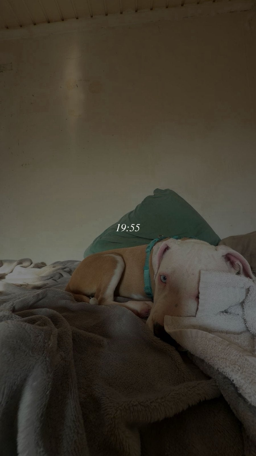 Chiot a vendre, Enlèvement ou Envoi, Comme neuf