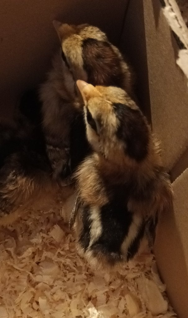 onagadori kuikens, Geslacht onbekend, Kip