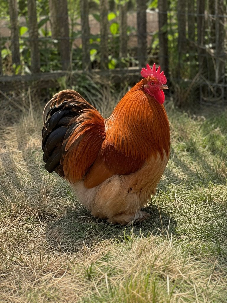 Gratis cochin kriel haan, Dieren en Toebehoren, Pluimvee, Mannelijk, Kip