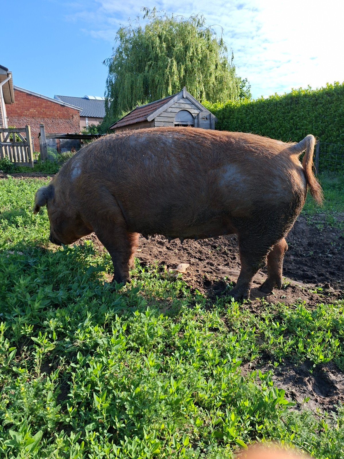 Zeug/varken/porc, Varken