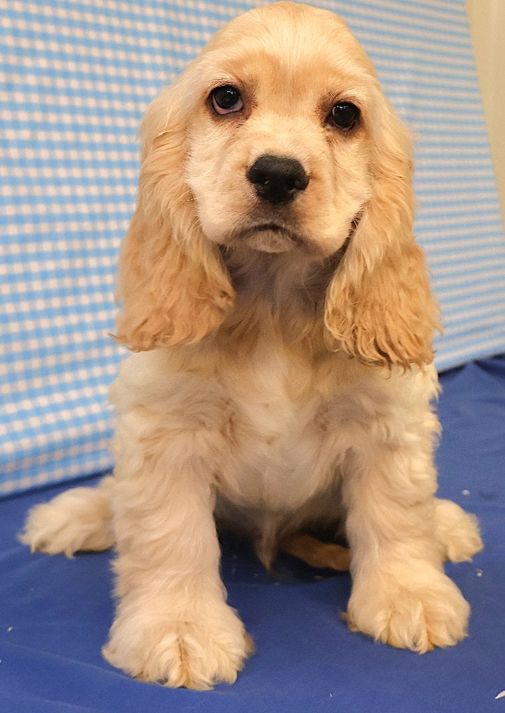 Super lieve Amerikaanse Cocker pup!, Dieren en Toebehoren, 15 weken tot 1 jaar, Reu, Buitenland, CDV (hondenziekte)