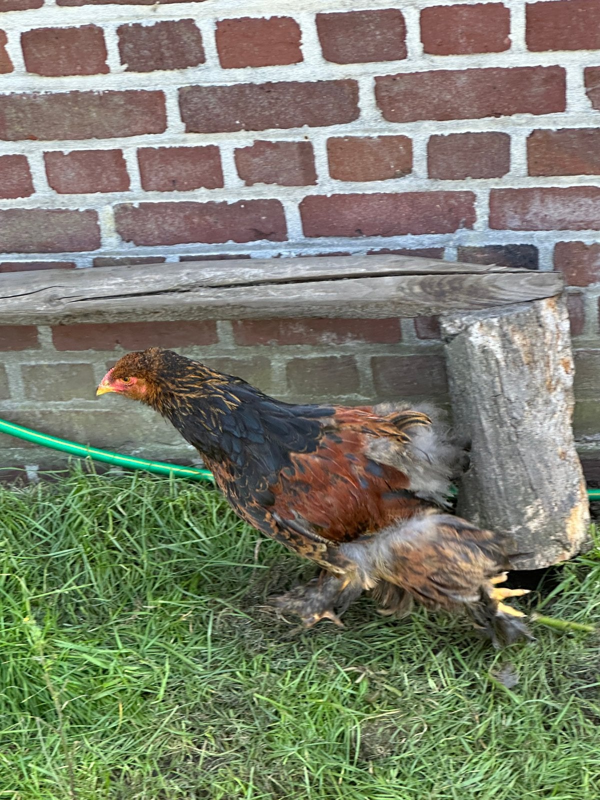 Leezomige goudpatrijs (hanen), Mâle, Poule ou poulet