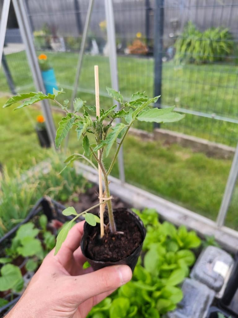 Tomates cœur de bœuf à repiquer 1 euro pièce, Ophalen