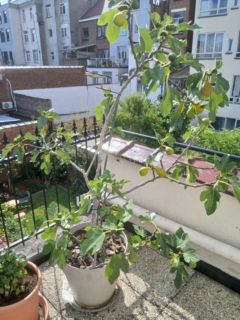 Twee vijgenbomen in pot te koop, beide 150, Ophalen, In pot