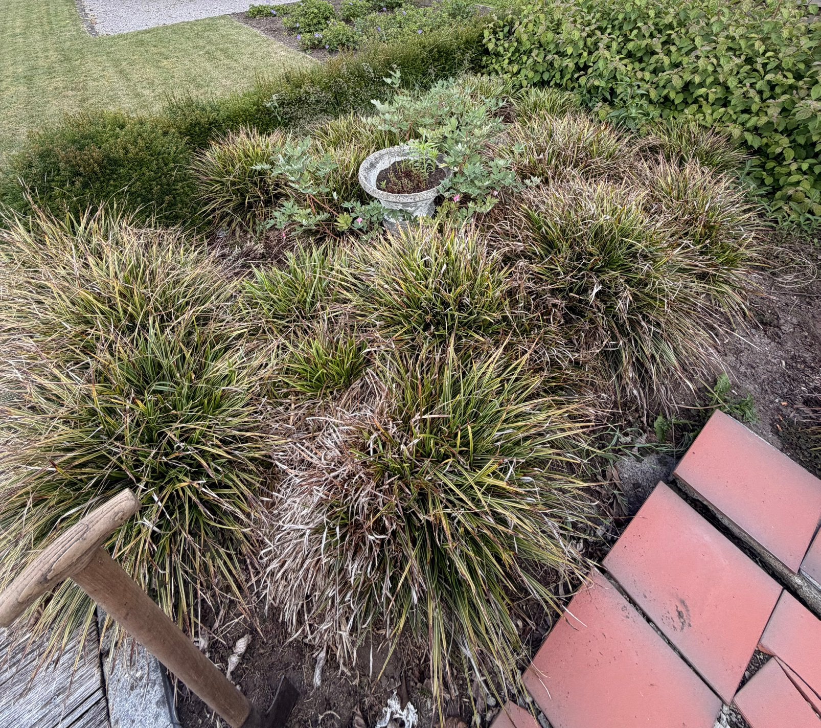 Japanese zegge, Tuin en Terras, Planten | Tuinplanten, Ophalen