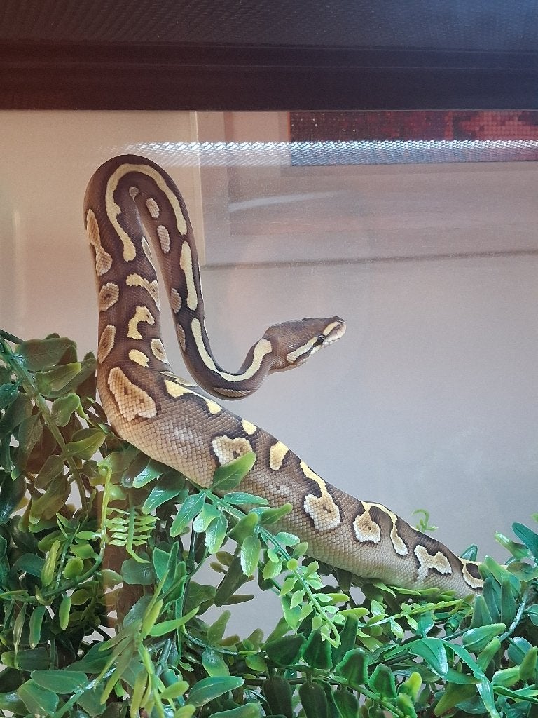 Koningspython (Python regius) - Nakweek 2026 Ball Python photo 2