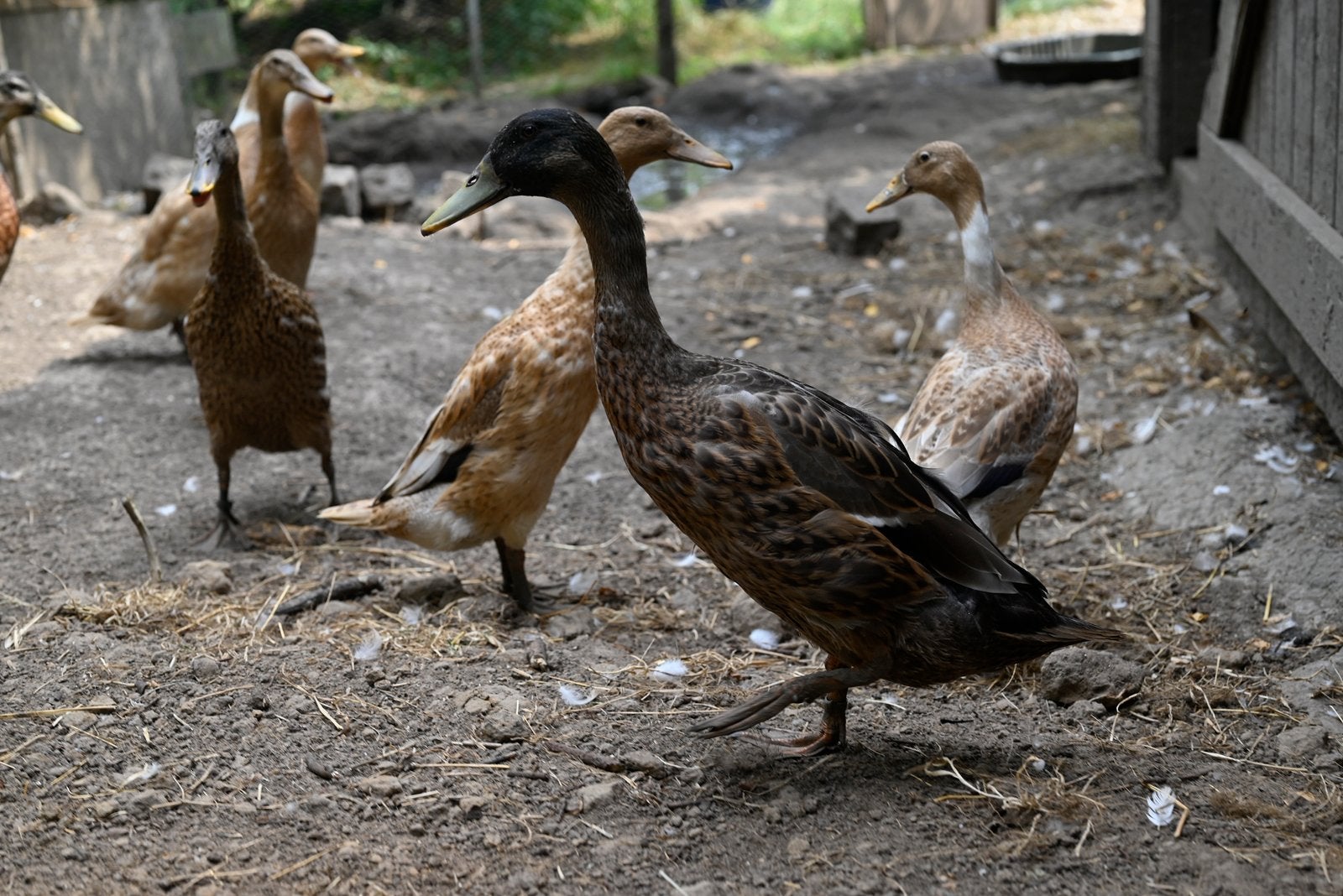 Indische loopeenden   Uit voorjaar 2026, Dieren en Toebehoren, Pluimvee