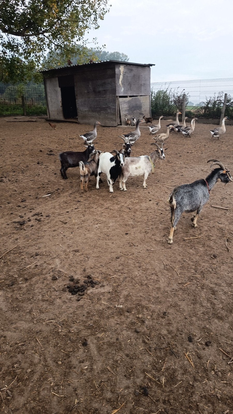 chèvres naines, Animaux & Accessoires, Plusieurs animaux, Chèvre, 0 à 2 ans