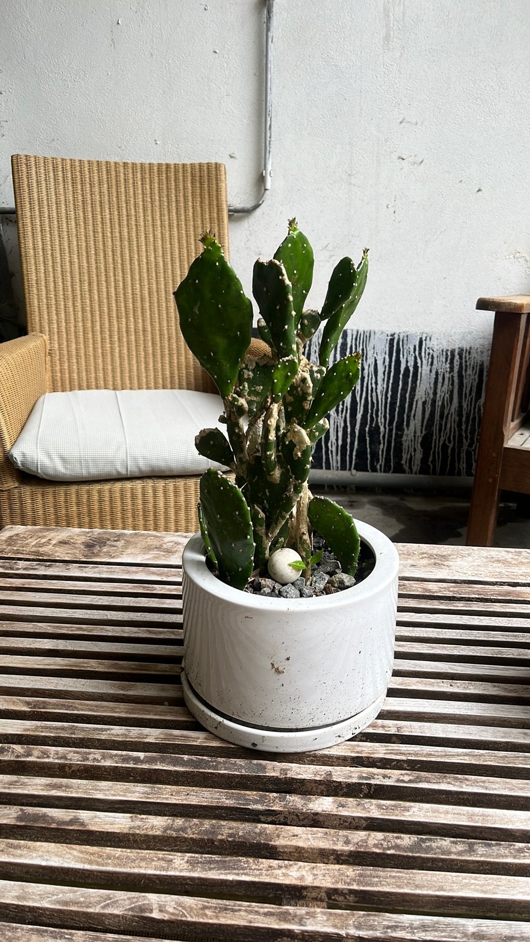 Cactus euphorbia, Jardin & Terrasse, Bacs à fleurs & Jardinières, Enlèvement, Utilisé