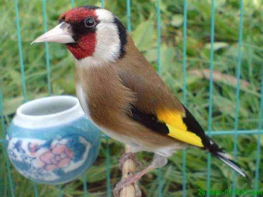 Gezocht over jarige parva pop van 2021 t/m 2024, Femelle, Oiseau chanteur sauvage, Bagué