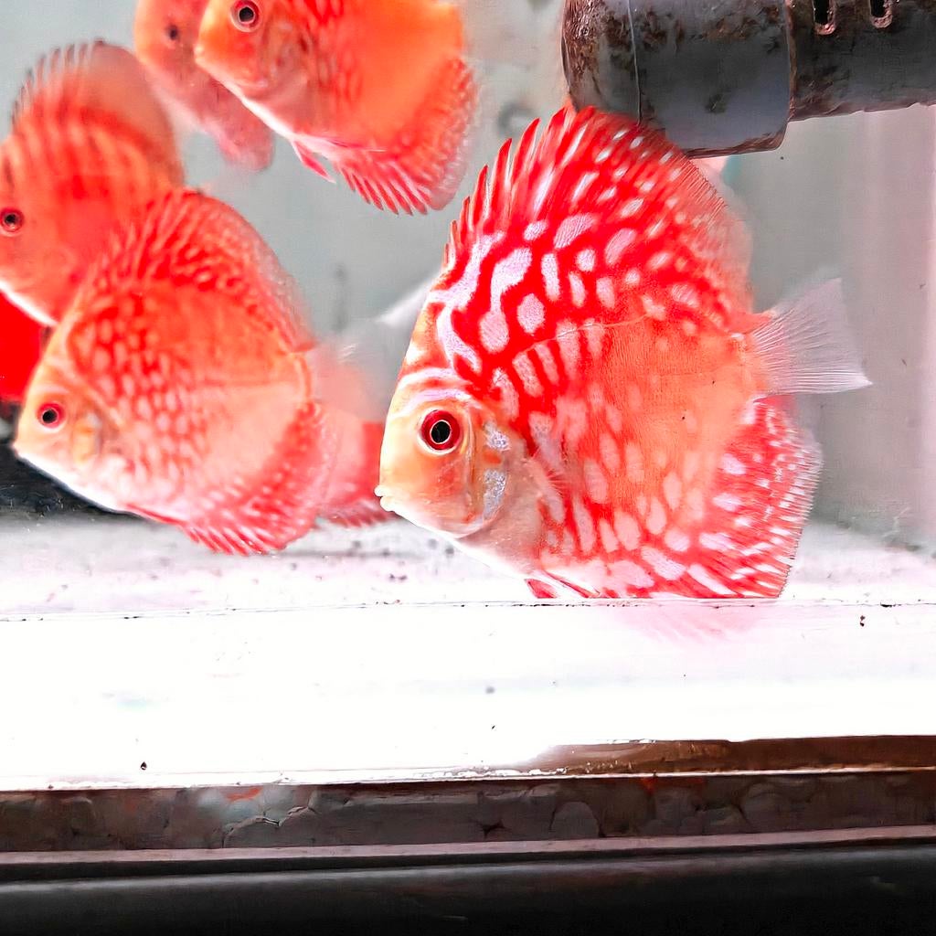 Un mélange de jeunes discussions, Poisson, Poisson d'eau douce, Banc de poissons