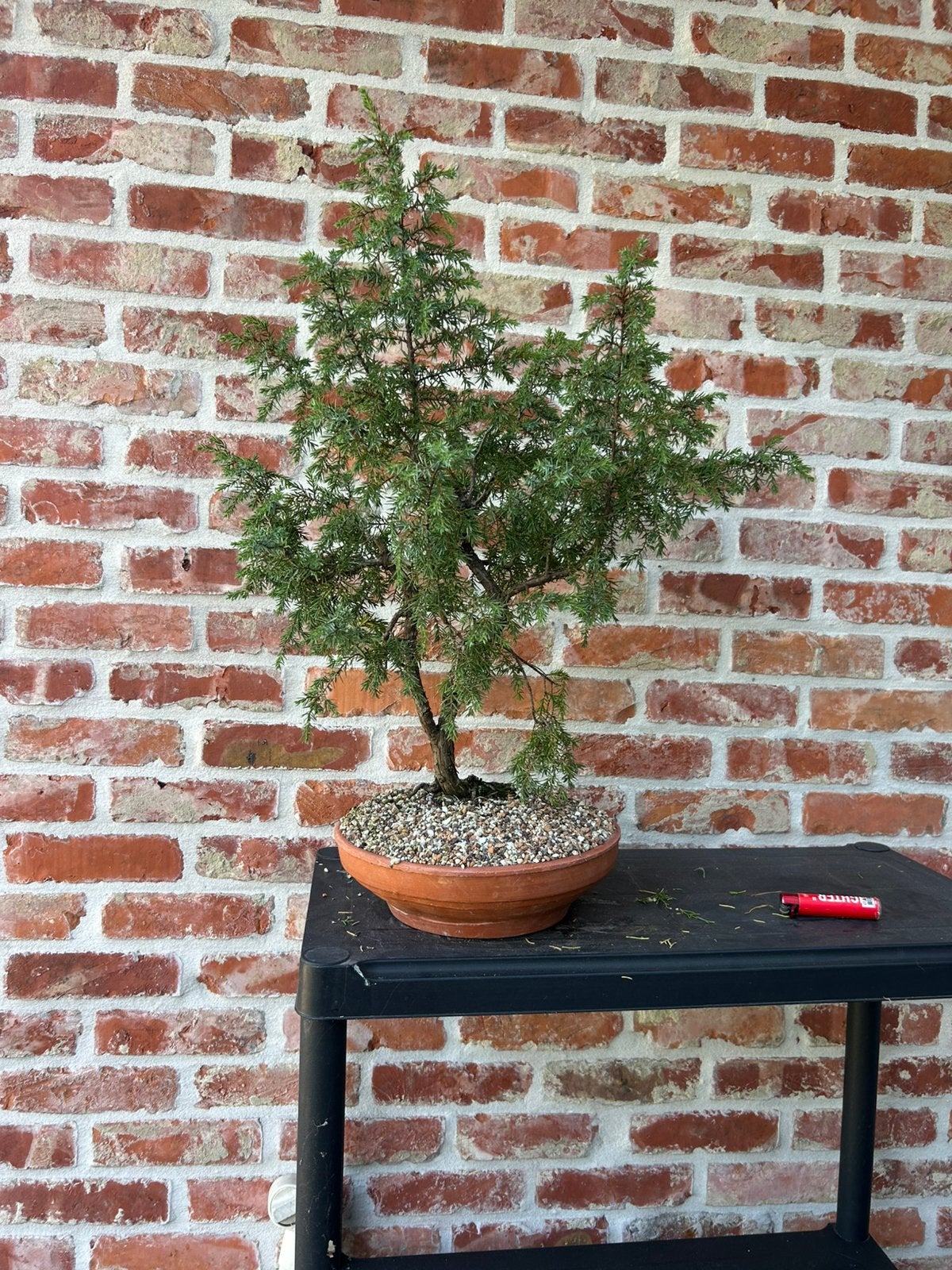 Bonsai rigida, Tuin en Terras, Planten | Bomen, Ophalen
