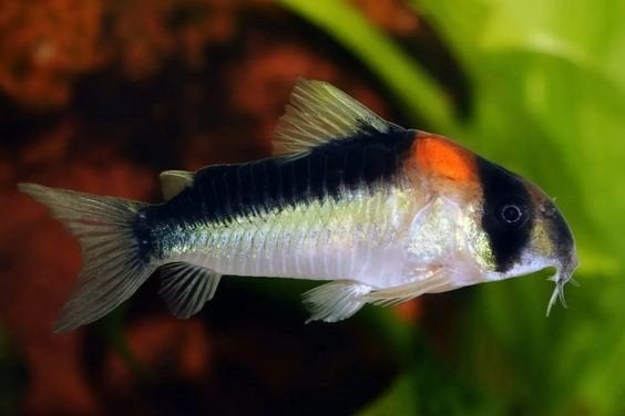 Corydoras Adolfo, Animaux & Accessoires, Poisson, Poisson d'eau douce, Banc de poissons