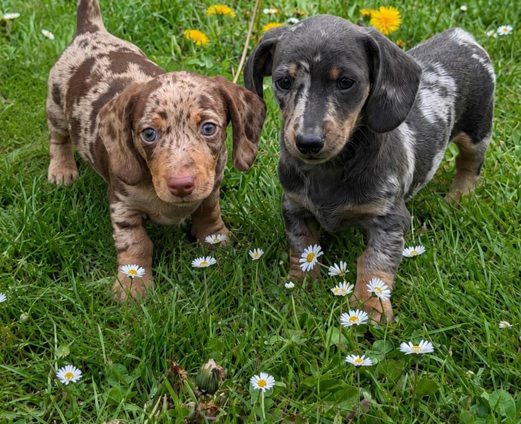 teckel pups,merle,dwerg,teefje,reutje, Dieren en Toebehoren, Honden | Teckels en Dashonden, België, 8 tot 15 weken, Korthaar, Dwerg