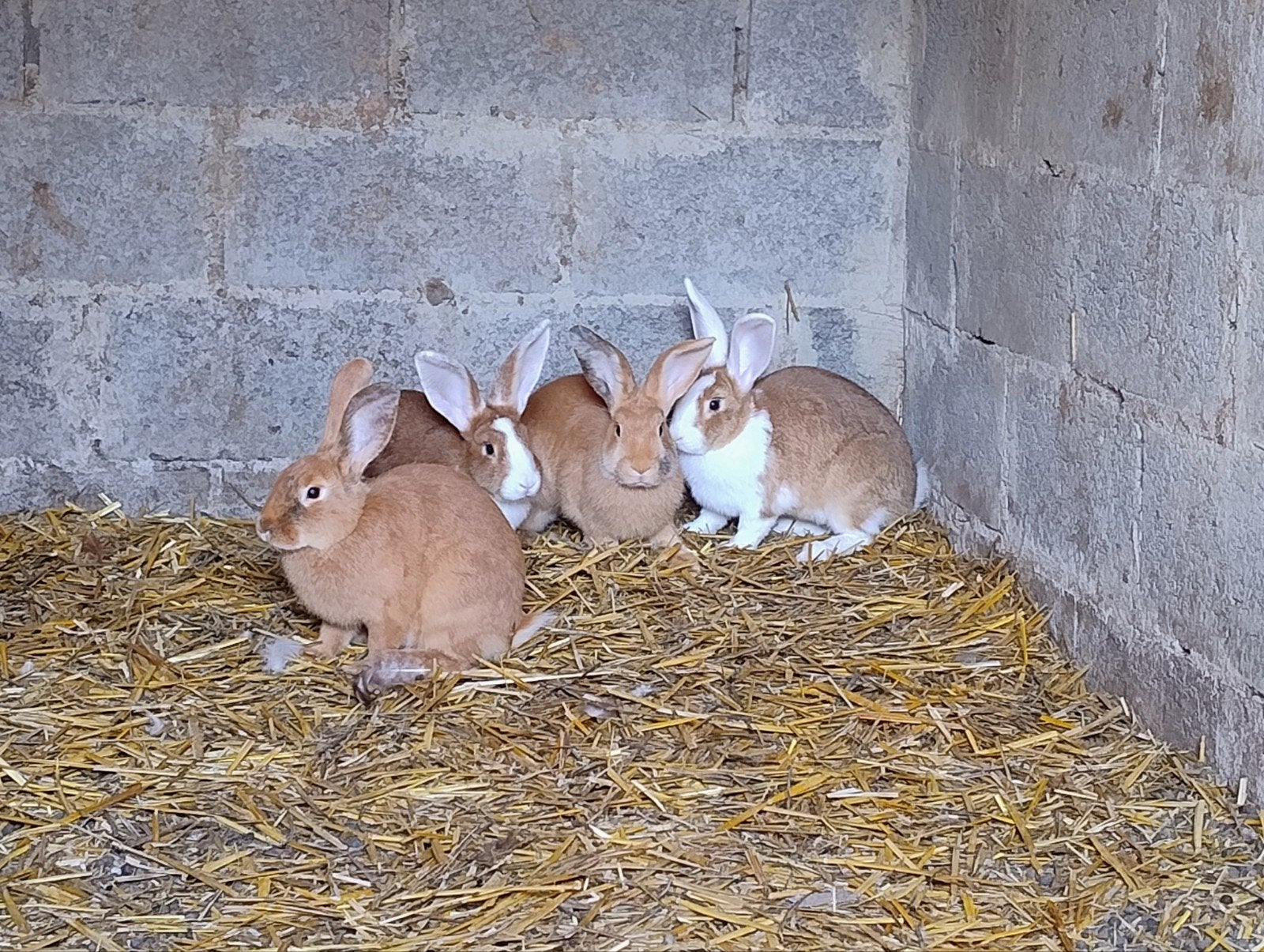 vleeskonijnen, Dieren en Toebehoren, Maart
