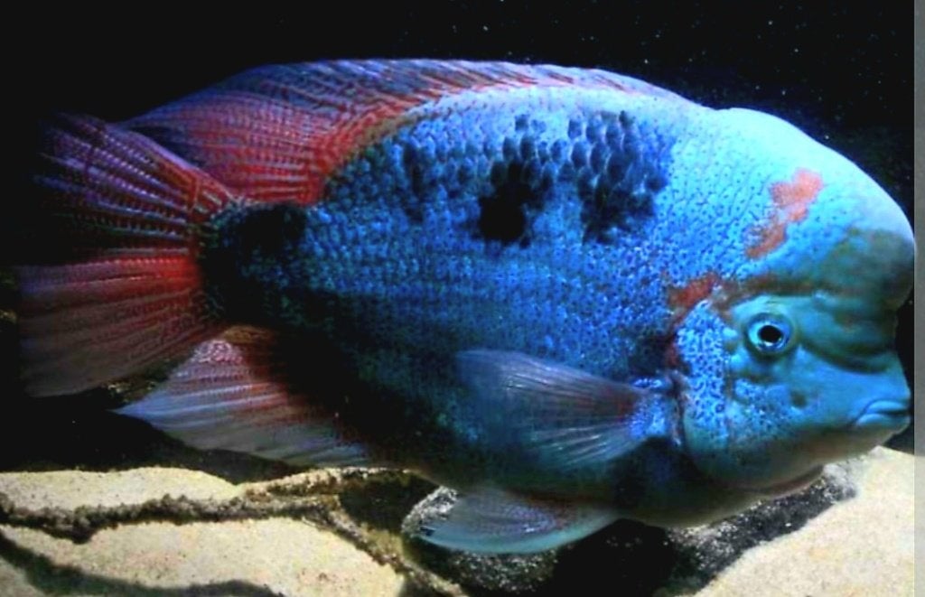 Maskaheros Vieja Regani, Dieren en Toebehoren, Vissen | Aquariumvissen, Vis, Zoetwatervis