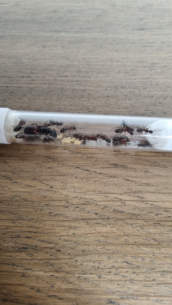 Camponotus ligniperda, Fourmis