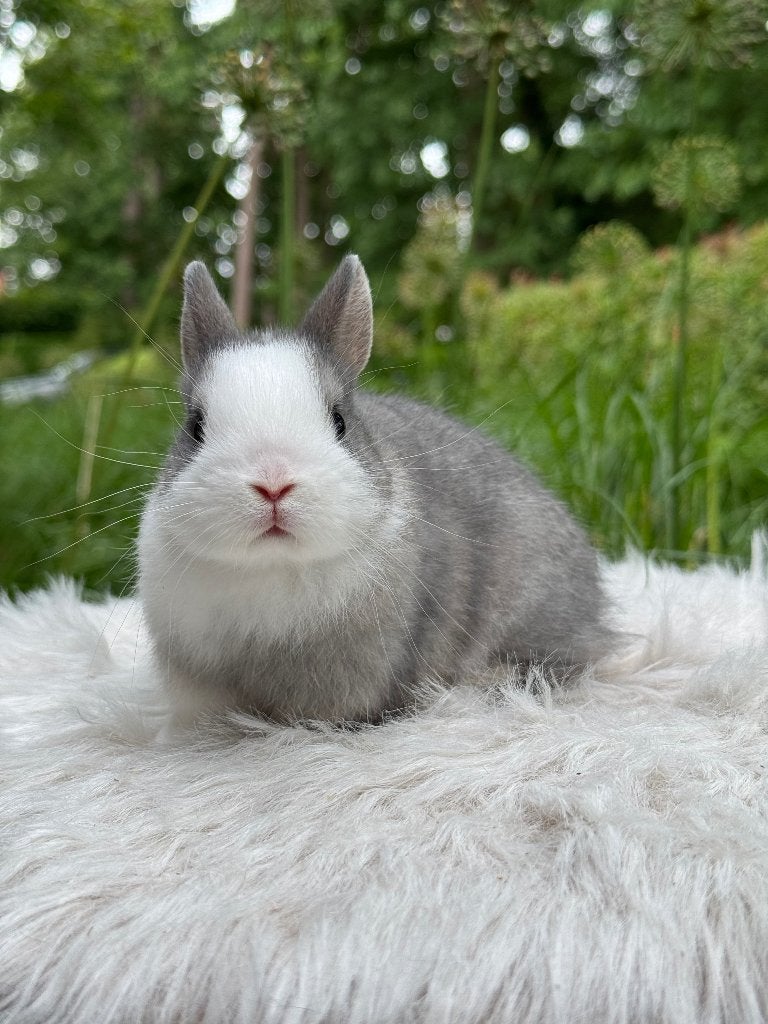 Kleurdwerg rammetje, Dieren en Toebehoren, Mannelijk, Dwerg, 0 tot 2 jaar