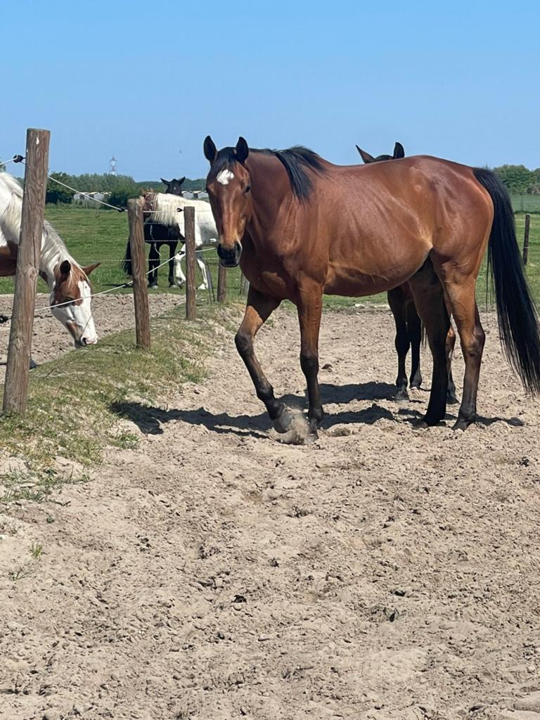 Engelse volbloed 7 jaar, Dieren en Toebehoren, Paarden, Ruin, 7 tot 10 jaar, 160 tot 165 cm, Recreatiepaard