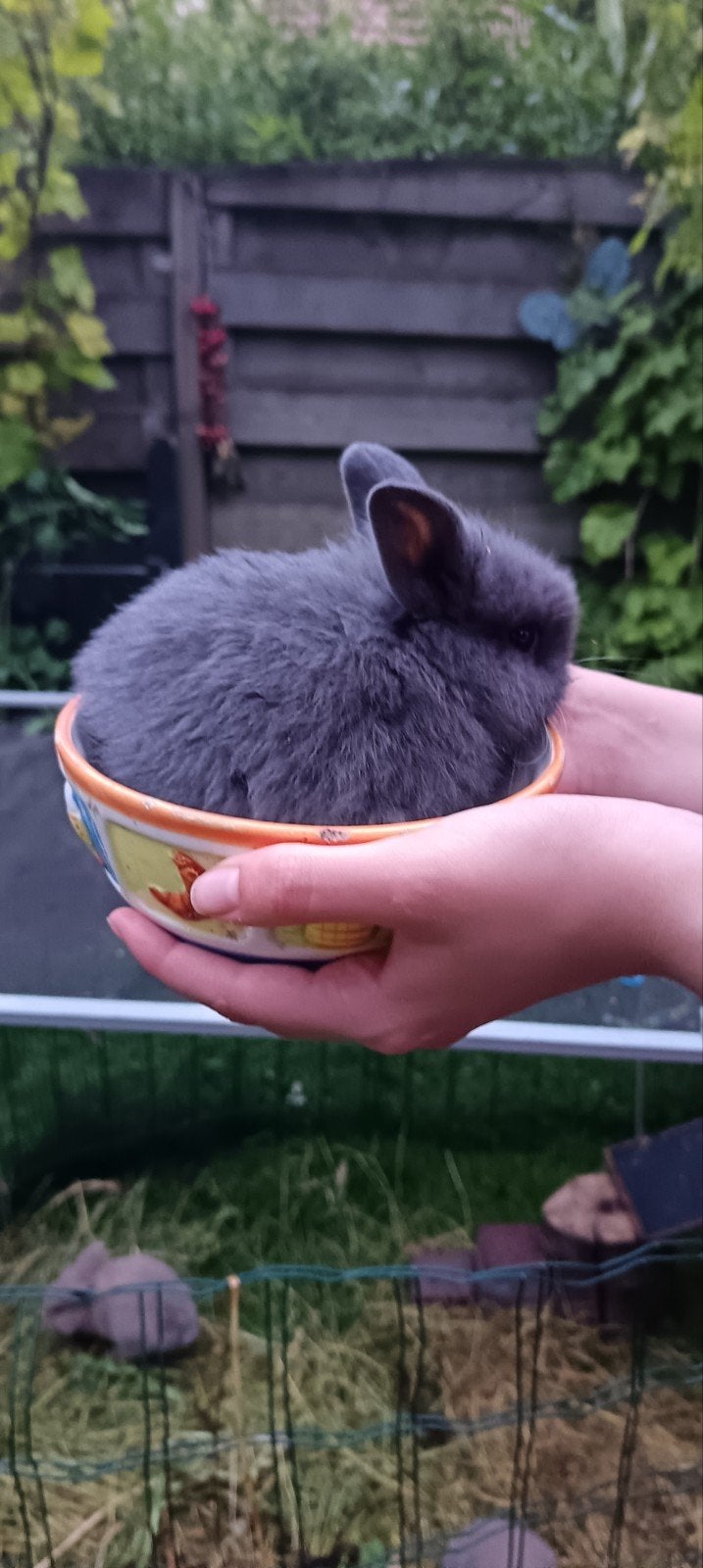 lapin nain, Nain