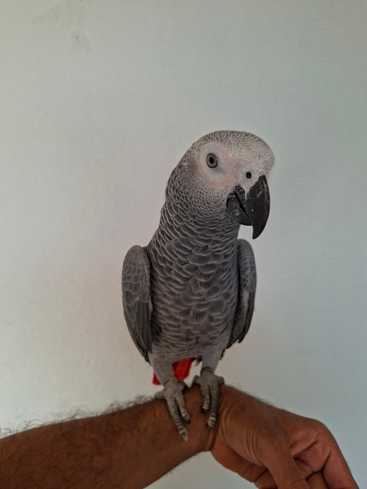 цузсJe vends un perroquet gris de sept mois
Je vends un perr, Mâle, Perroquet
