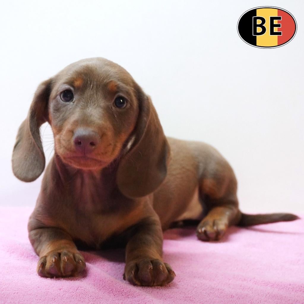 Teckel Korthaar (choco tan & lilac tan) Belgische pups, Dieren en Toebehoren, Honden | Teckels en Dashonden, Parvo, België, Handelaar