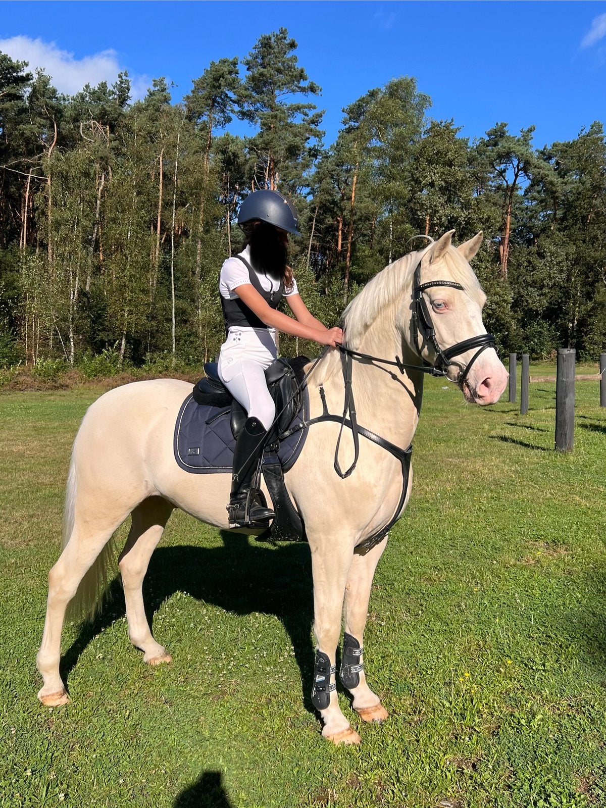 Allround D welsh pony, Hongre, Poney D (1.37 m à 1.48m), Poney de récréation, 7 à 10 ans