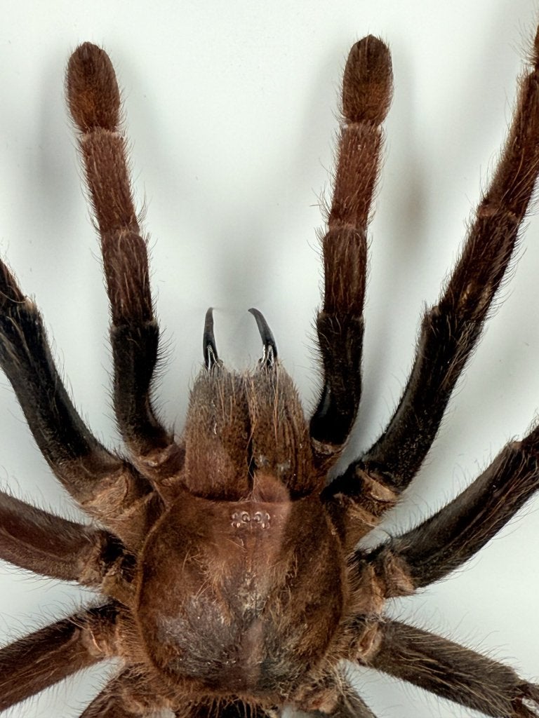 Goliathvogelspin (Theraphosa) in lijst, Ophalen of Verzenden, Nieuw, Overige soorten, Opgezet dier
