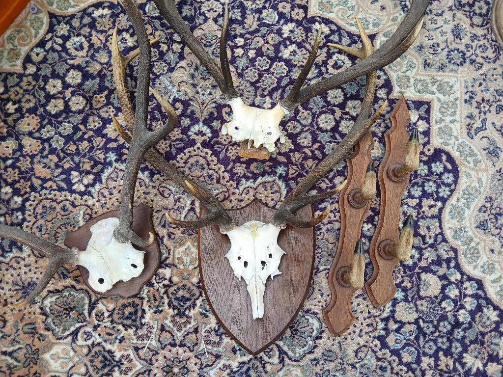 Trophées de cerf et portes manteaux , taxidermie, Enlèvement, Utilisé, Cerf