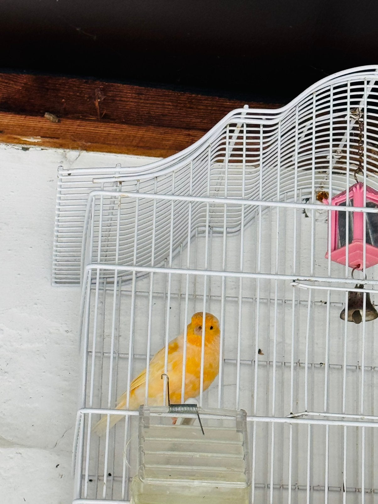 Kanaries 20euro, Dieren en Toebehoren