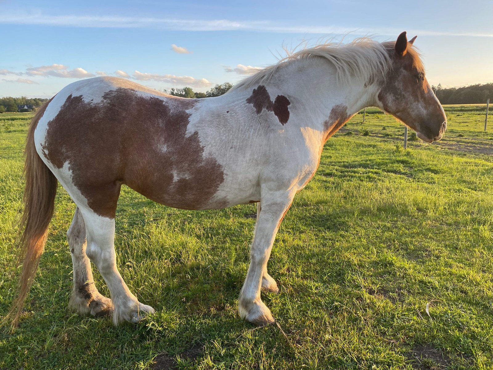 Adoptiepaard, 11 ans ou plus, Débourré, Avec puce électronique, 160 à 165 cm