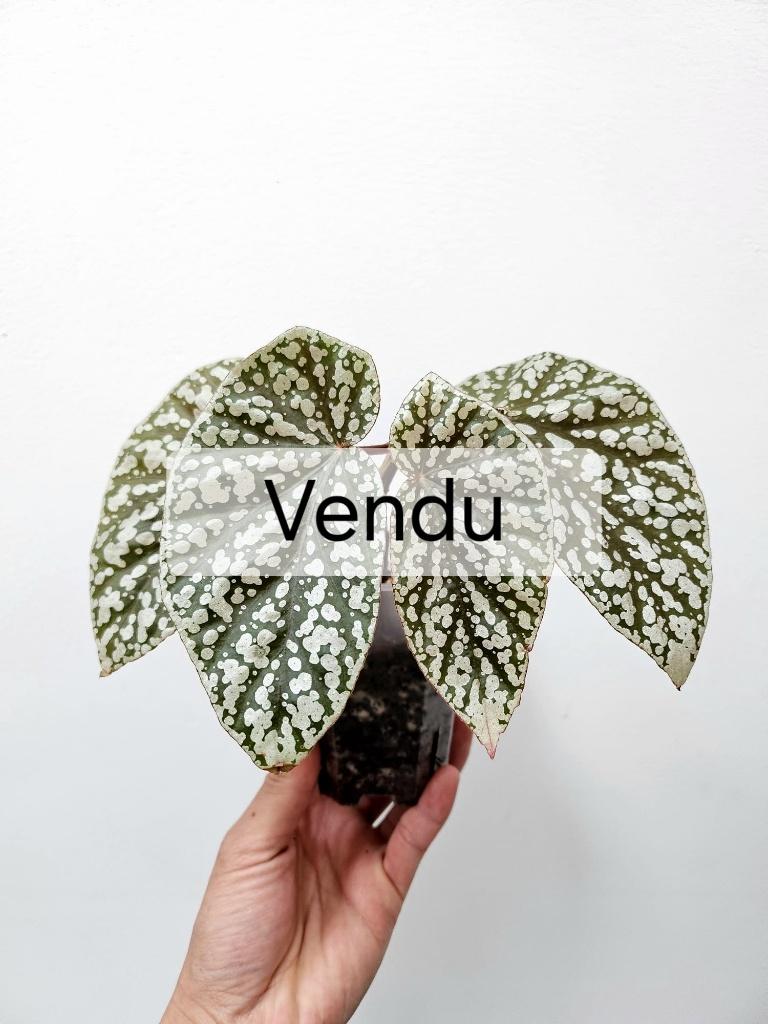Begonia Snow Capped, Huis en Inrichting, Kamerplanten, Overige soorten, In pot, Minder dan 100 cm, Groene kamerplant