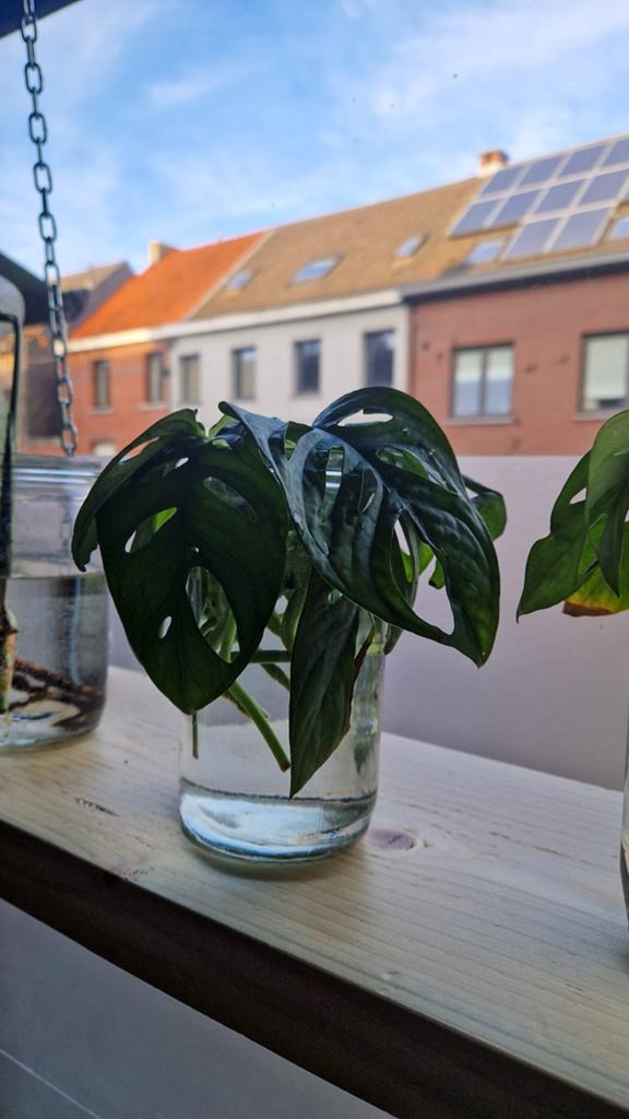 Monstera mask plantjes, Enlèvement, Comme neuf