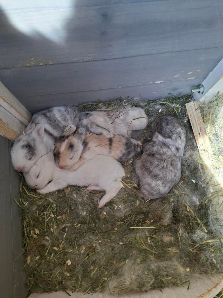Baby konijntjes te koop, Dieren en Toebehoren