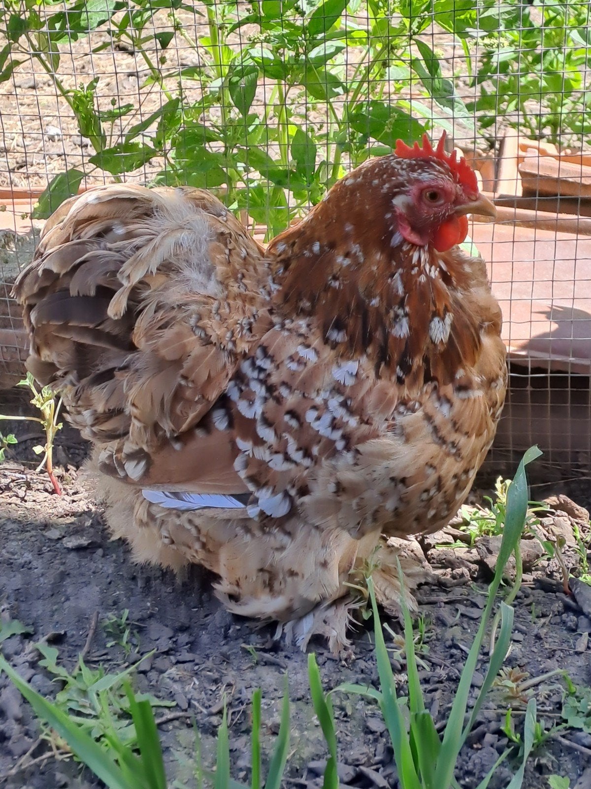 Recherche oeufs Pékin