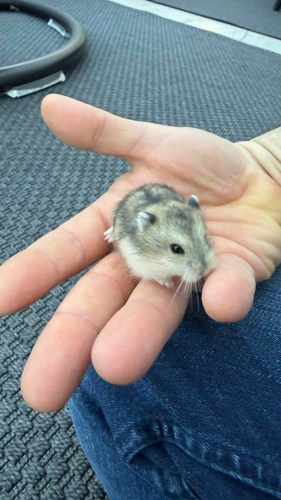 Hamsters nains, Hamster, Mars, Domestique, Plusieurs animaux