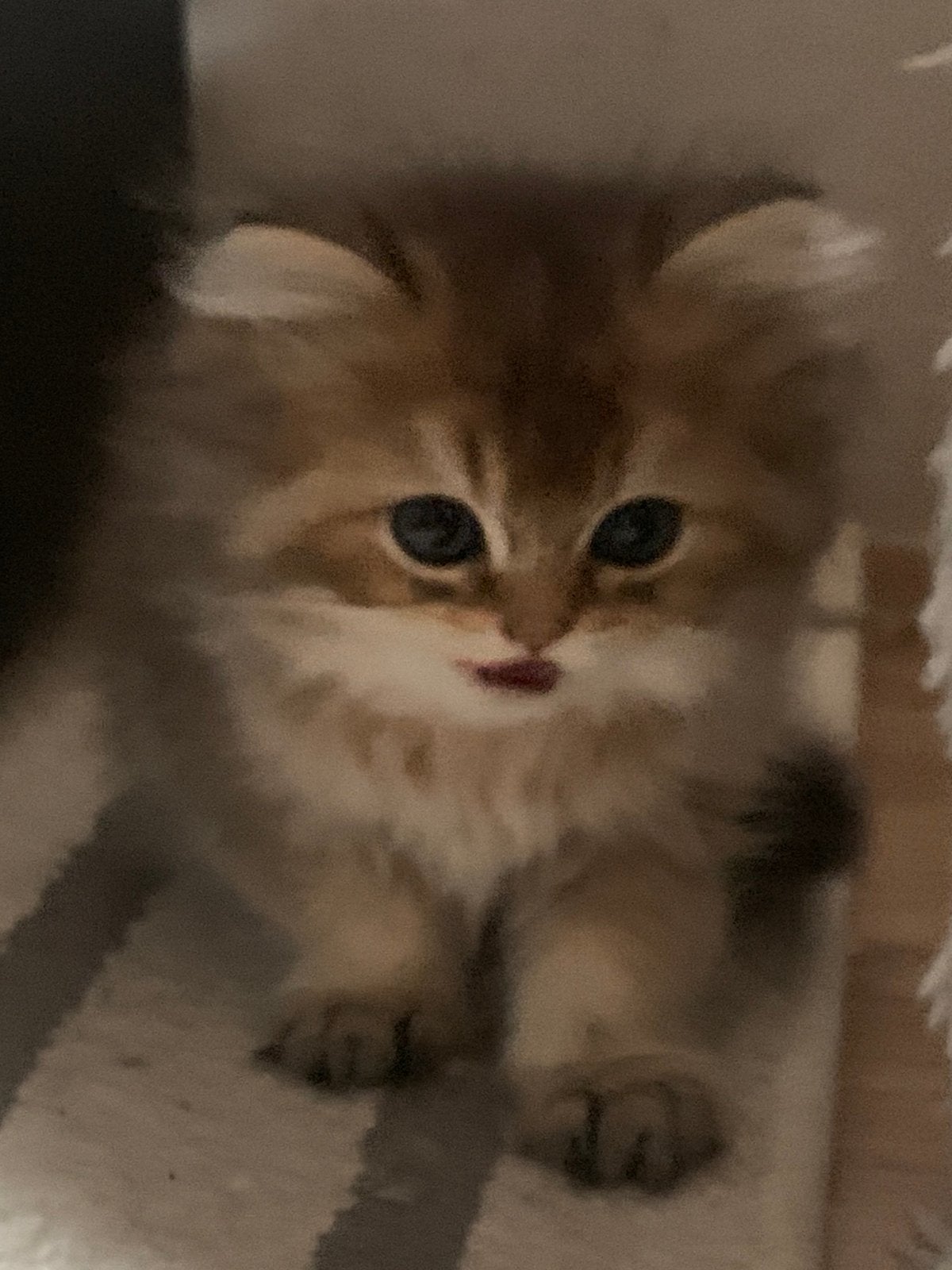 Brits kort en langhaar, Dieren en Toebehoren, Katten en Kittens | Raskatten | Langhaar, Meerdere dieren, Met stamboom, 0 tot 2 jaar