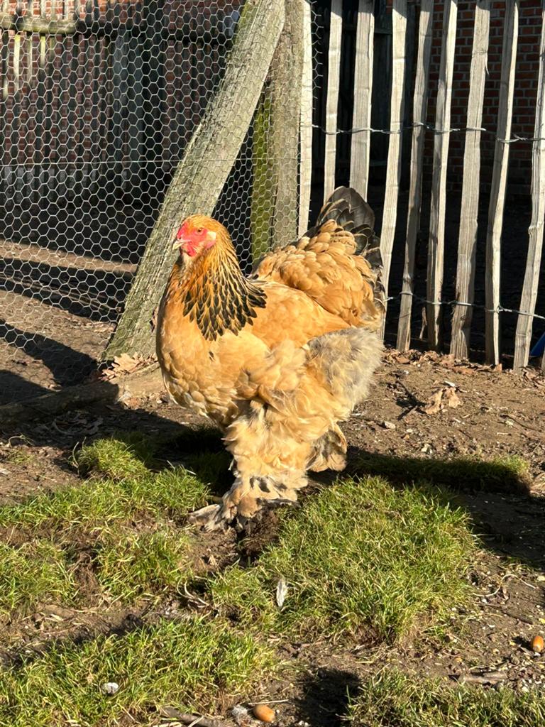 Jonge brahma hanen, Dieren en Toebehoren, Pluimvee, Kip, Mannelijk